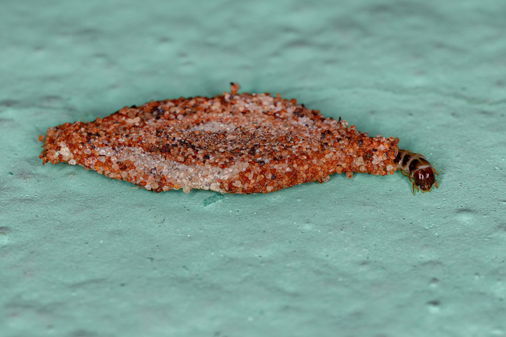 Plaster Bagworms