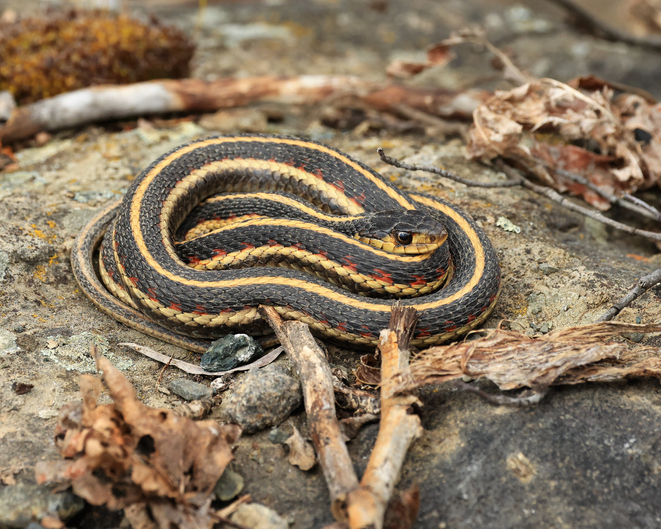 Garter Snakes