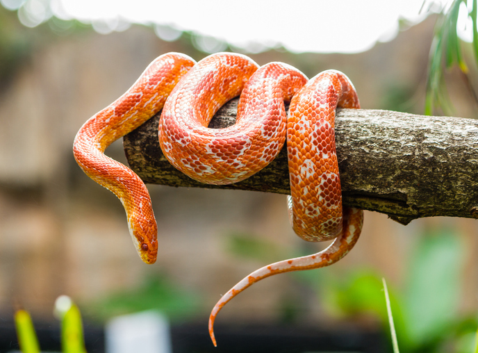 Corn Snakes