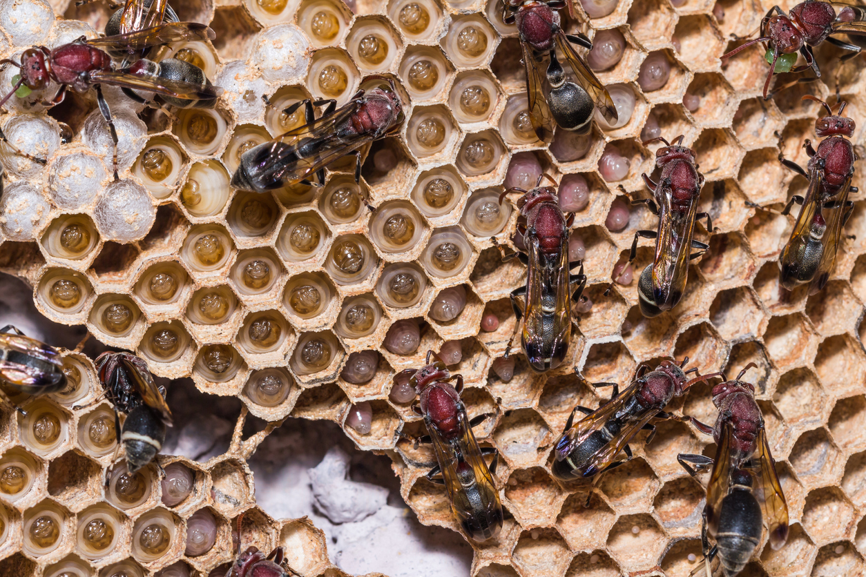 Stinging Insect Nest