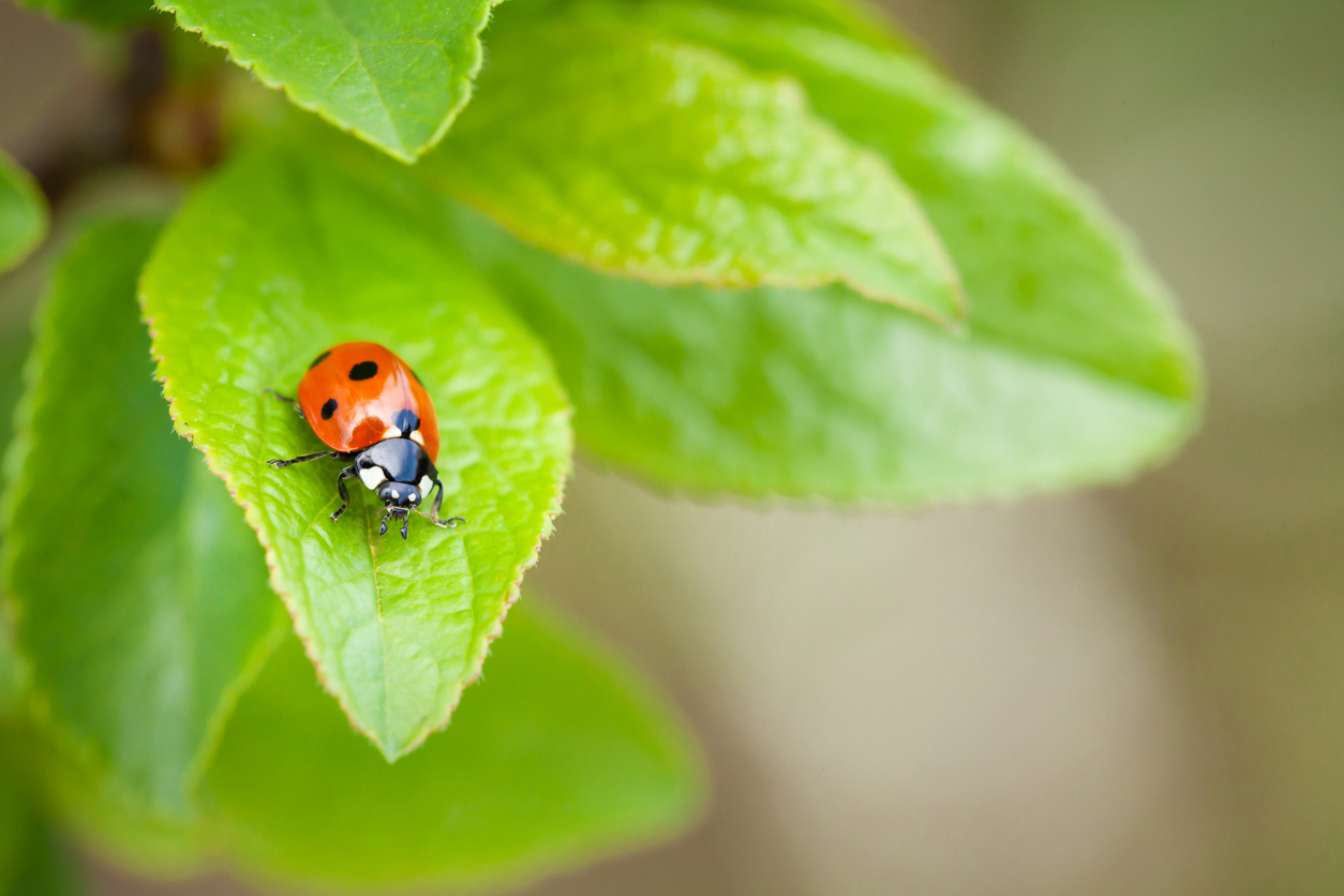 Ladybug