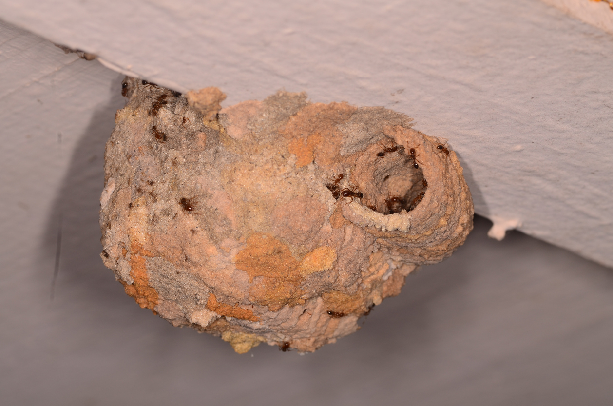Stinging Insect Nest