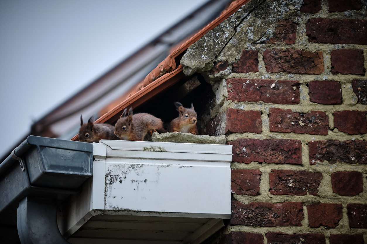 roof_squirrels.jpg