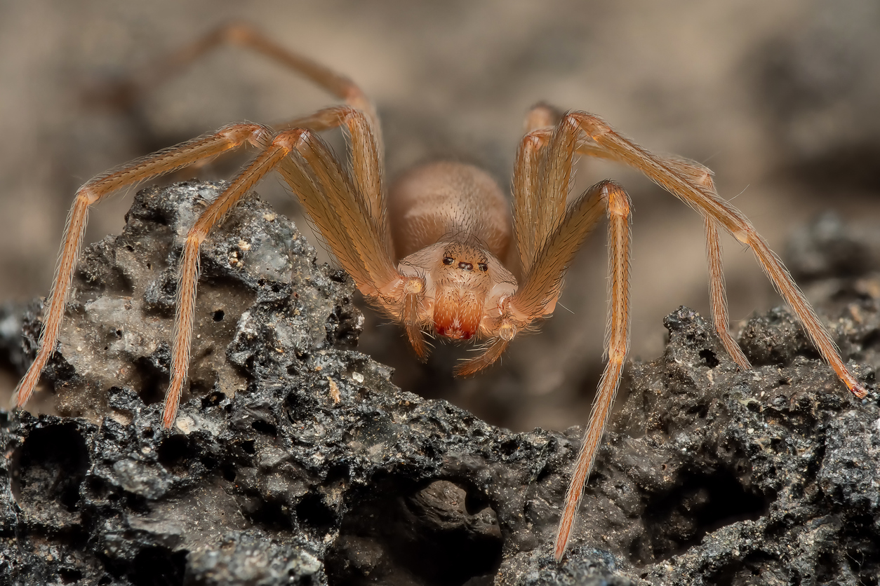 spider_blog_hero.jpg