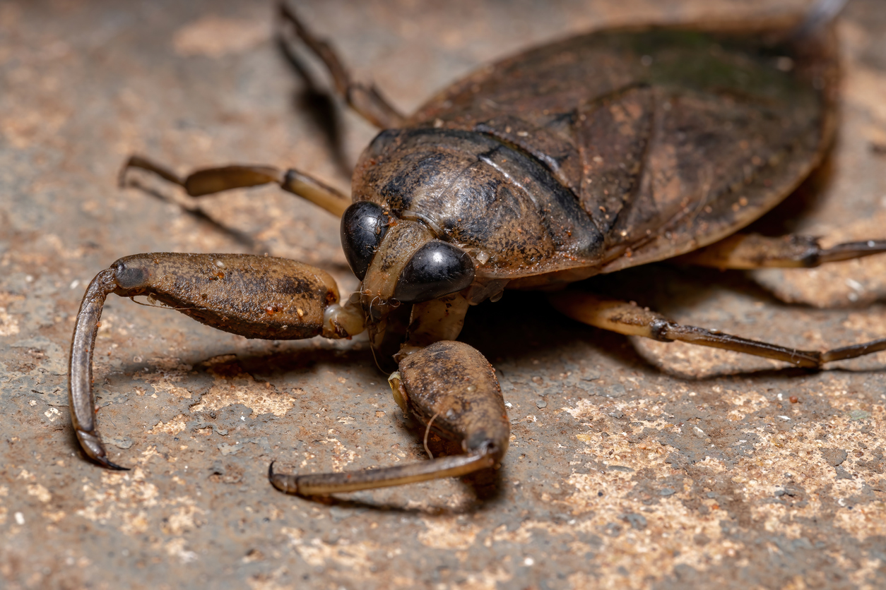 water_bug_hero.jpg