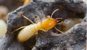 Termite threats: Subterranean & Drywood Termites