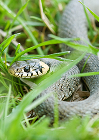 Snake Control: Removal of snakes & exclusion