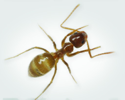 Caribbean Crazy Ant