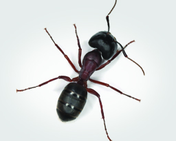 Carpenter Ants