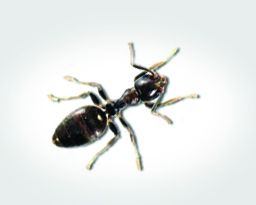 White-Footed Ant