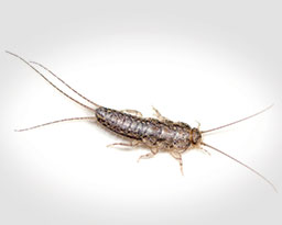 Silverfish