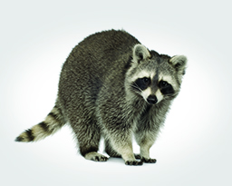 Raccoons