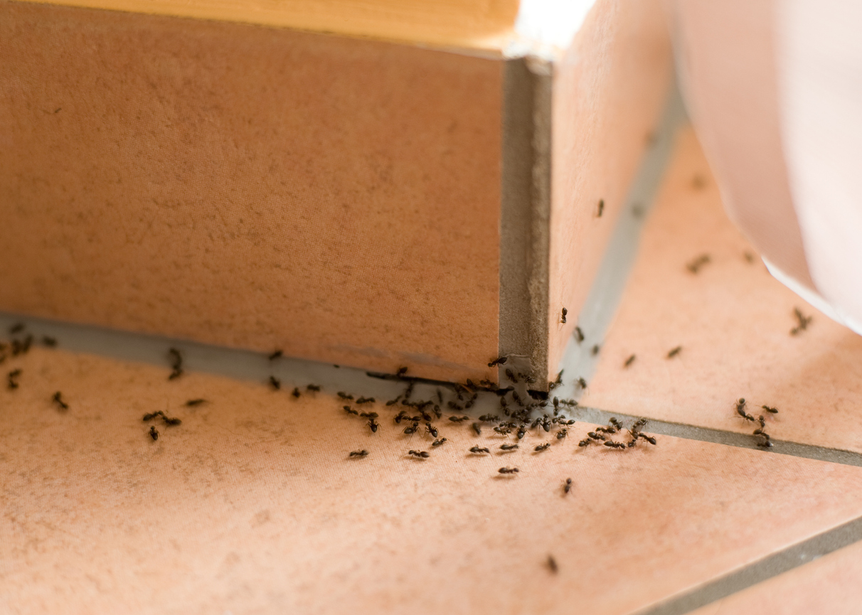 The Great Invasion: Why Ants Return to Your Home Each Summer