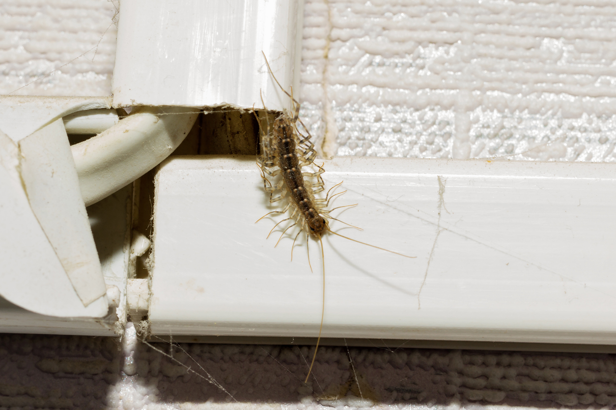 Not-So-Fun Creepy Crawlers: Six Pests To Avoid Each Fall 