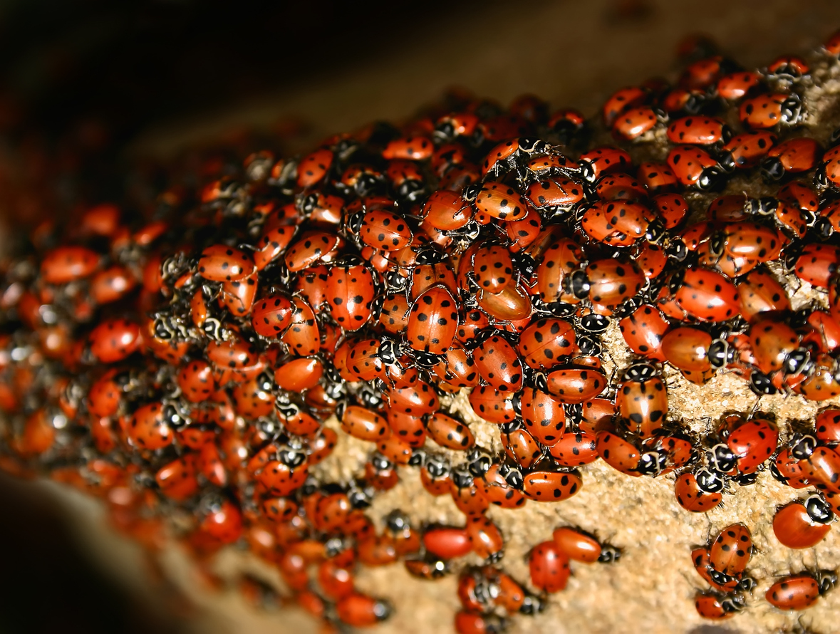 Spot the Difference: How to Tell Ladybugs and Asian Lady Beetles Apart
