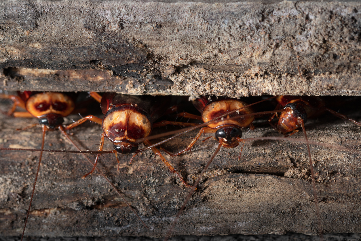 Think Roaches Can’t Get Any More Disgusting? They Can.