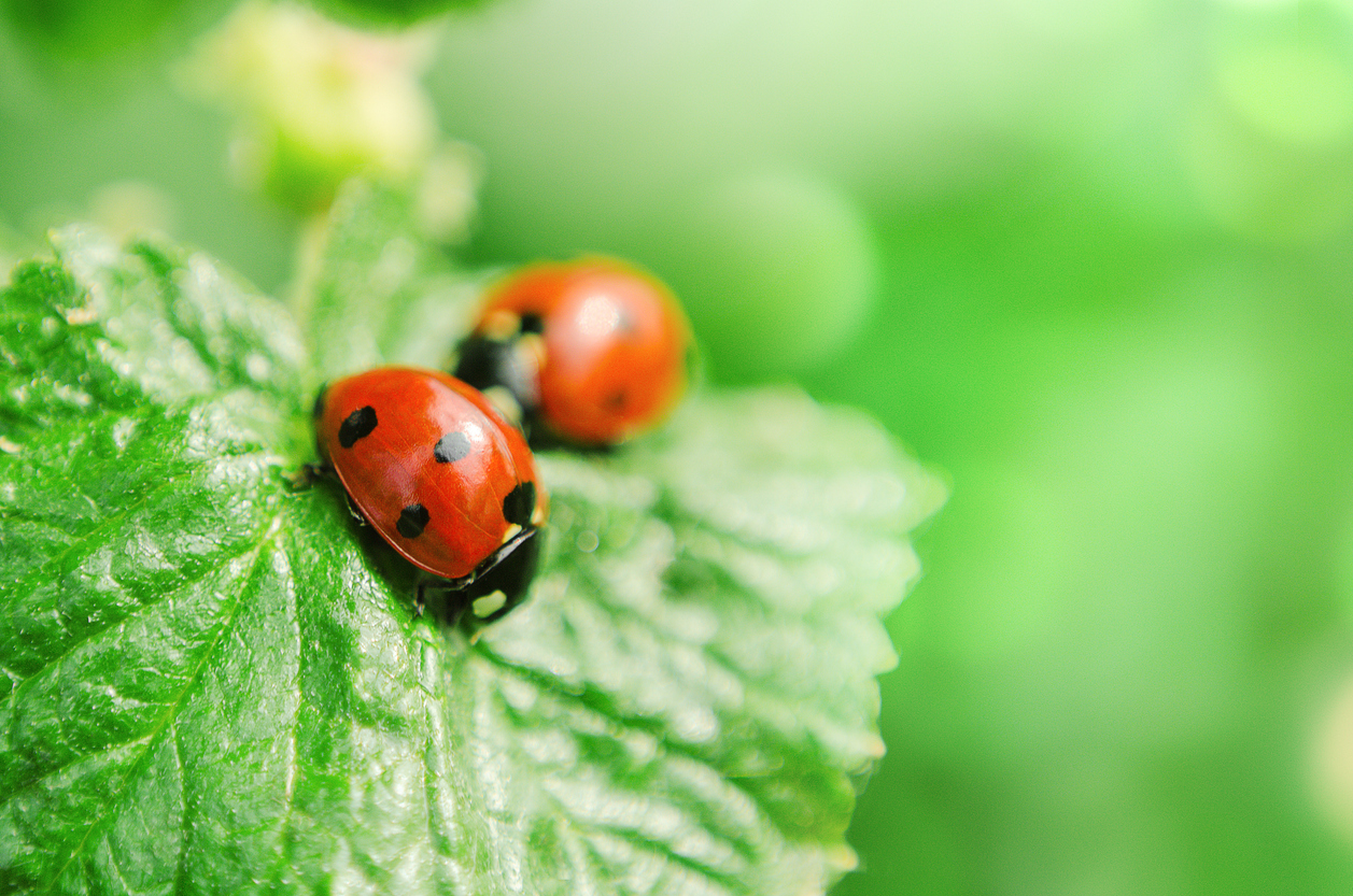 Ladybugs: Get to Know These Little Ladies