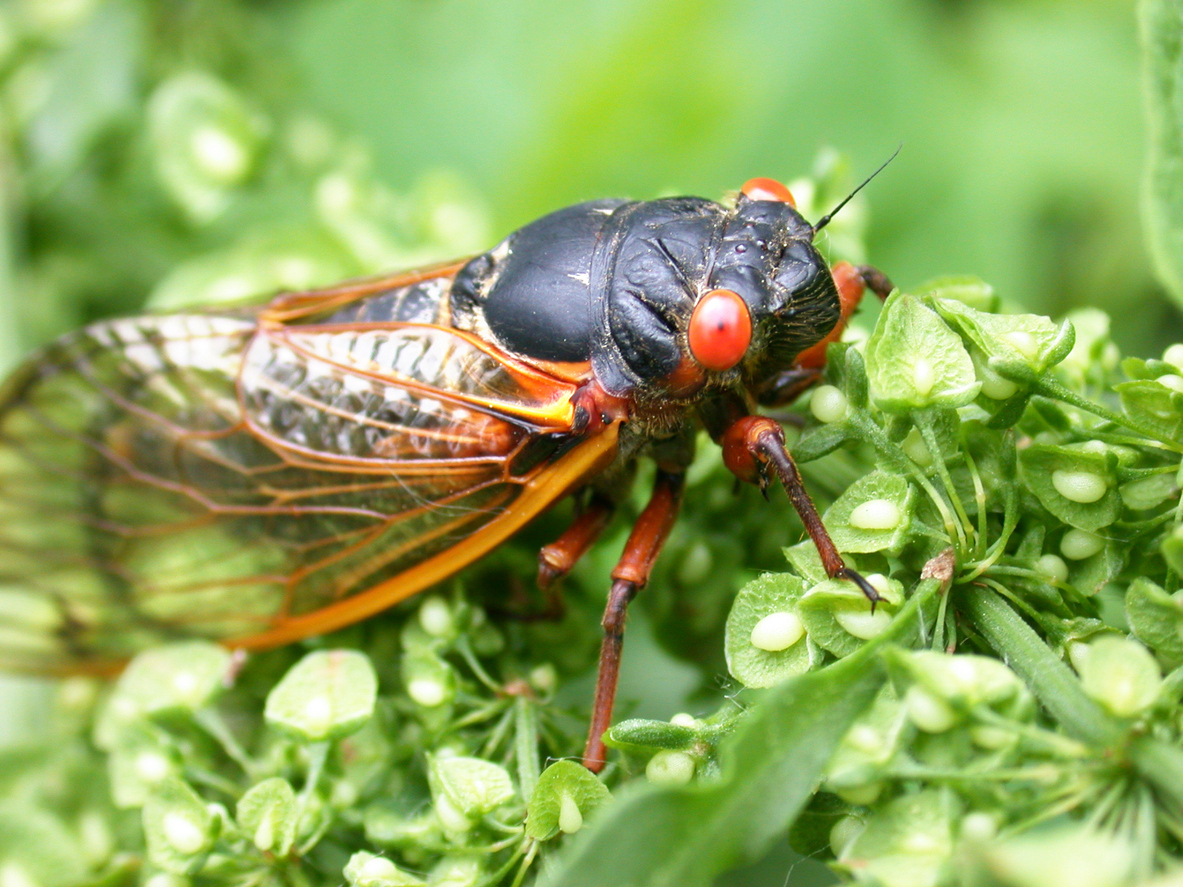 Sweet Sounds: Get Ready for Cicada Season
