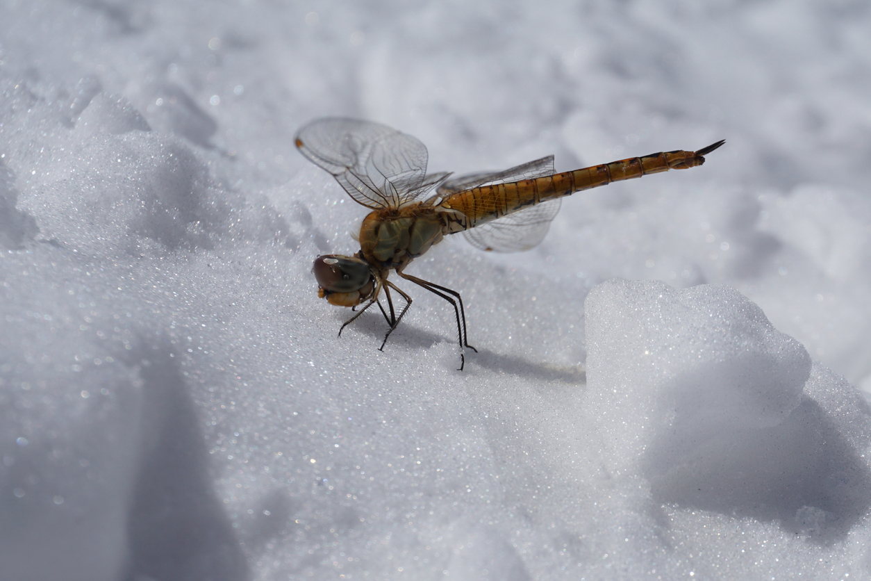5 Winter Survival Strategies Bugs Use to Buzz Off Until Spring