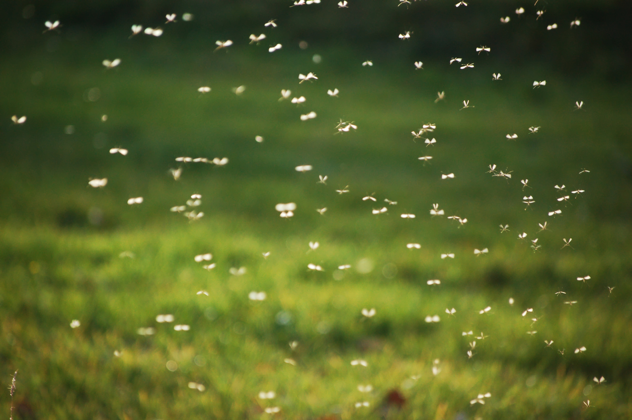 Five Ways You’re Inviting Mosquitoes to Crash Your Party 