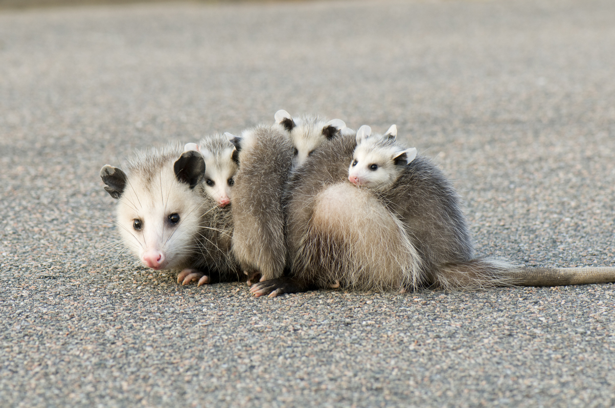 Awesome Opossum: The World’s Most Misunderstood Marsupial