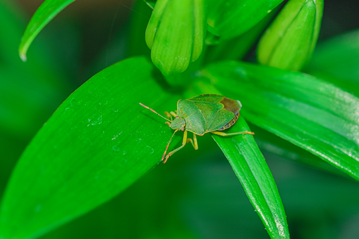 All About Our Eco-Friendly Pest Control