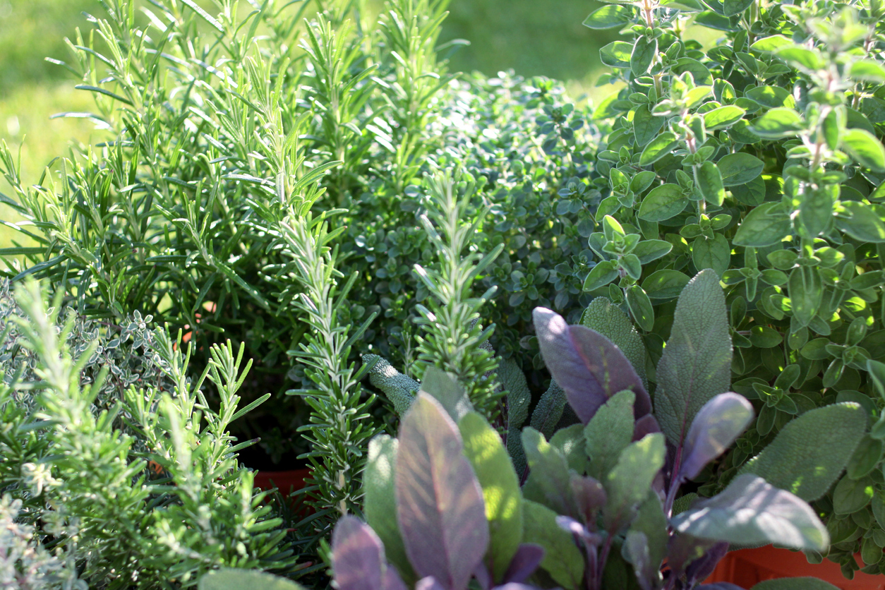 6 Herbs That Can Protect Your Spring and Summer Garden