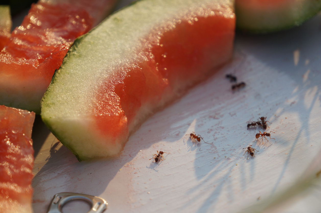 Different Ants You're Sure to See This Summer