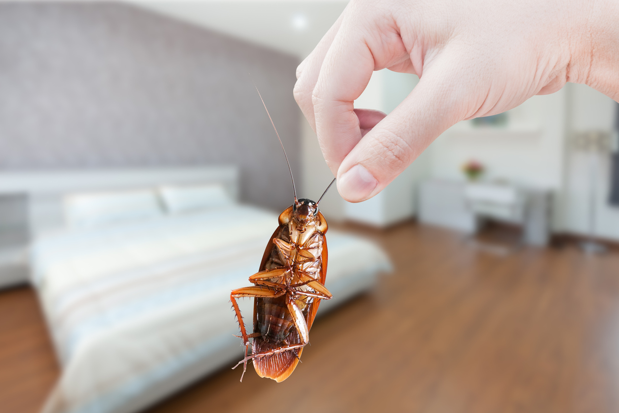 Let's Broach the Roach Subject: Are They Really Indestructible?