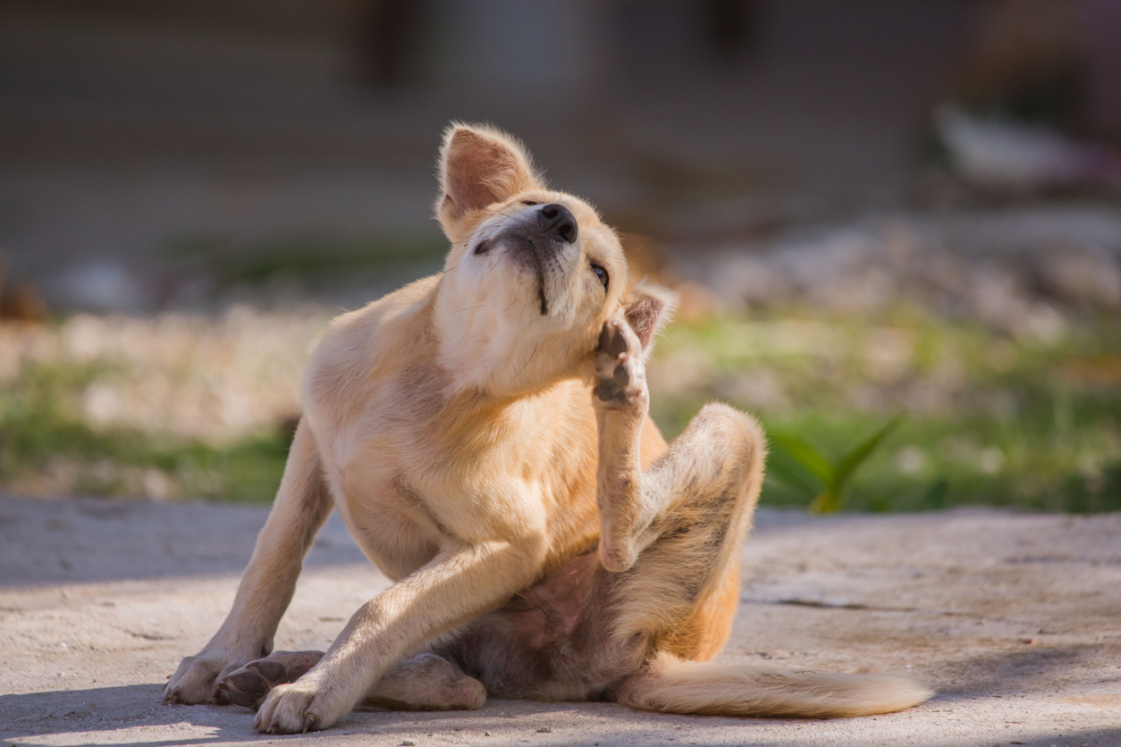 Flea Prevention Tips Your Pet Will Thank You For