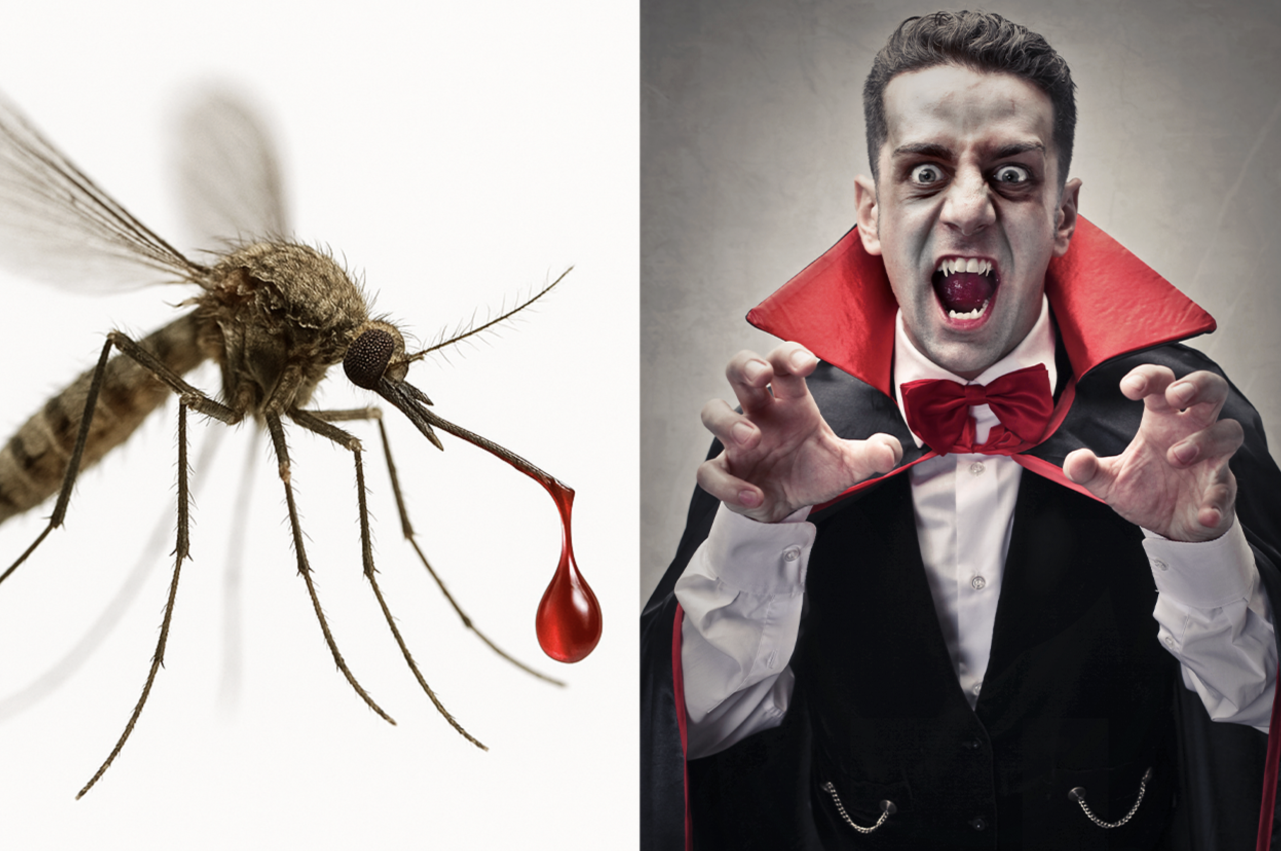 What Halloween Monster Would Common Pests Be?