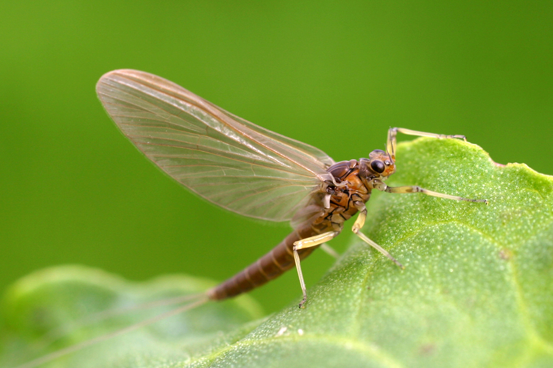 What we can learn from mayflies about living our best life.