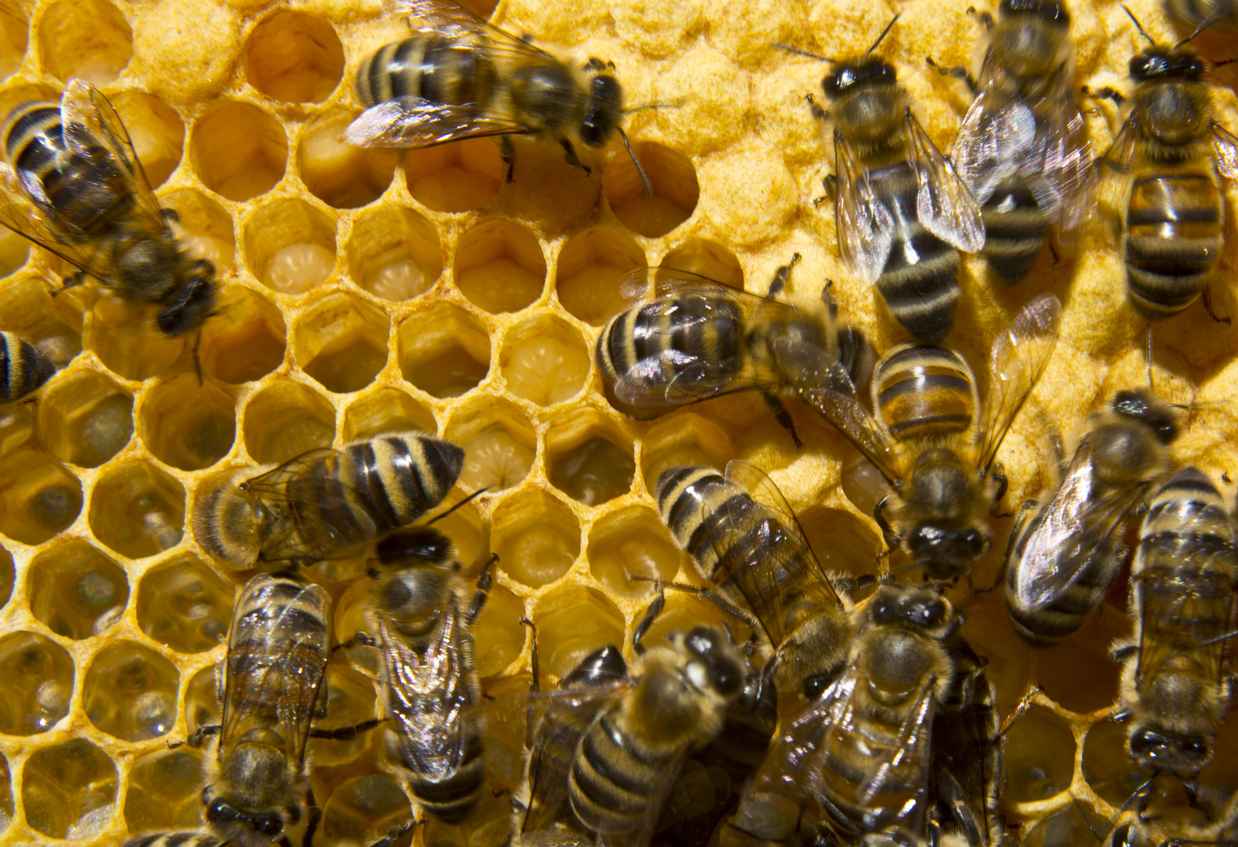 Watch Out for These Eight Exotic Invaders 