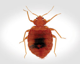 Close Up of Bed Bug