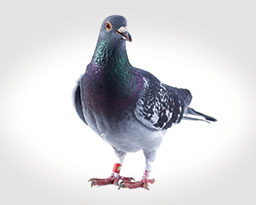 Pigeon Control & Removal