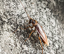A cockroach on the side of a rock.