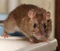 Commercial Rodent Exclusion & Control 