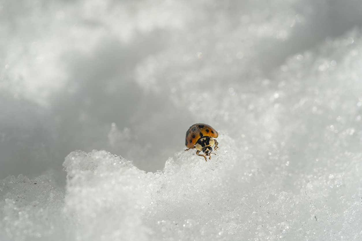 7 Bugs to Watch for in the Winter