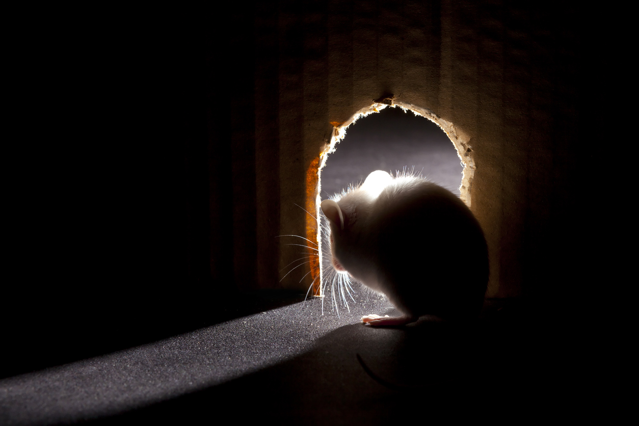 Did That Just Squeak? Check These Unusual Places for Mice and Rats