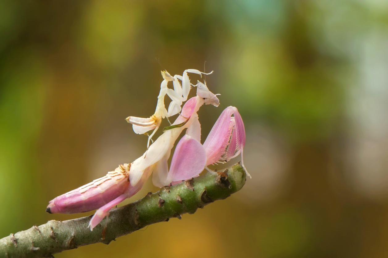 Camo Critters: These 6 Bugs Take Hide-and-Seek to a Whole New Level